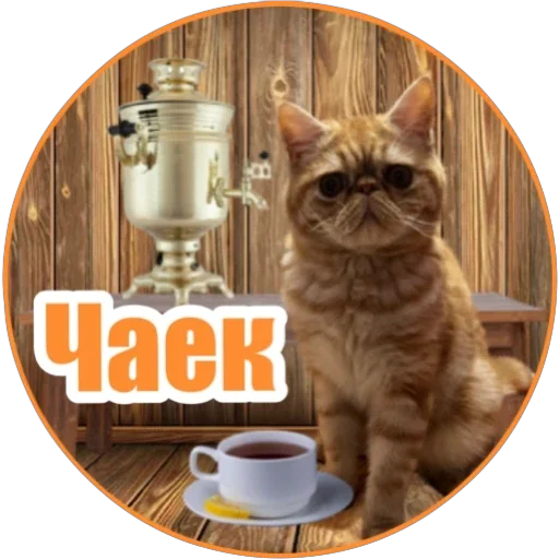 ☕️ Стикер «Фокс» для Telegram