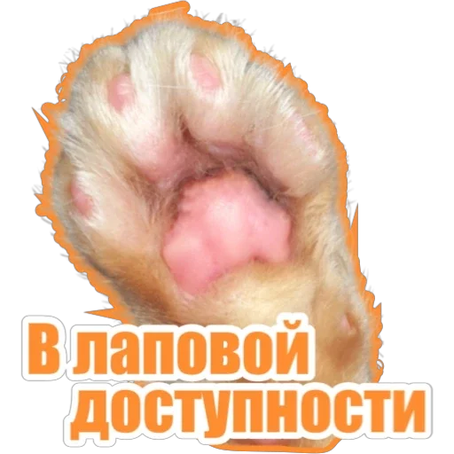 🐾 Стикер «Фокс» для Telegram