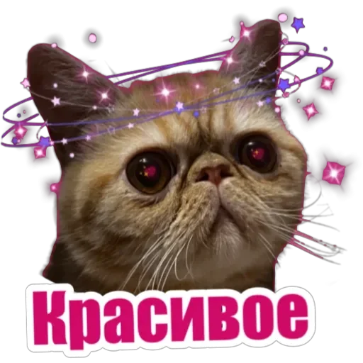😍 Стикер «Фокс» для Telegram