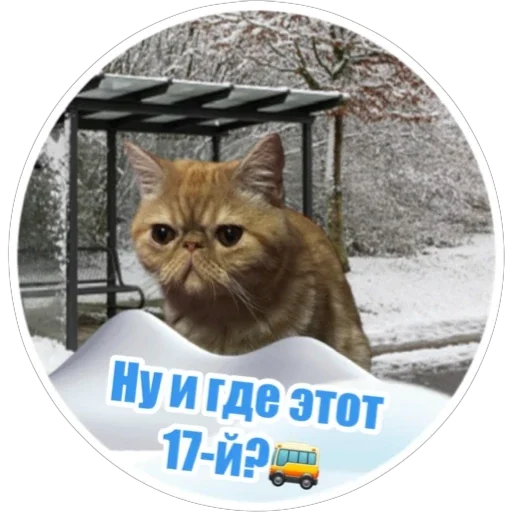 🚌 Стикер «Фокс» для Telegram