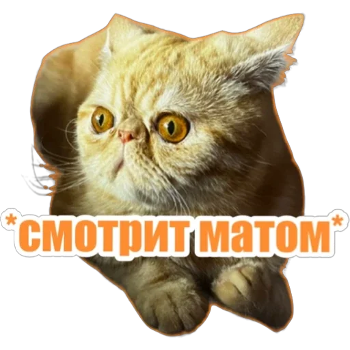 😡 Стикер «Фокс» для Telegram