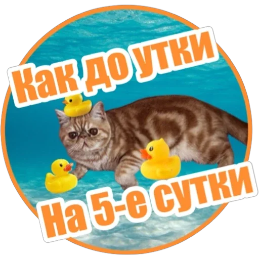 🐥 Стикер «Фокс» для Telegram
