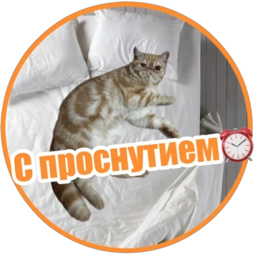 ☀️ Стикер «Фокс» для Telegram