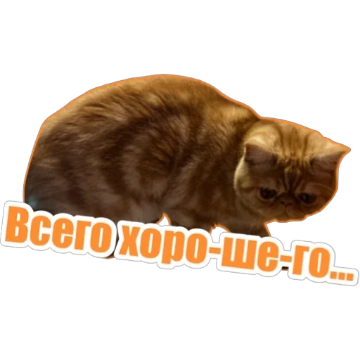 👋 Стикер «Фокс» для Telegram