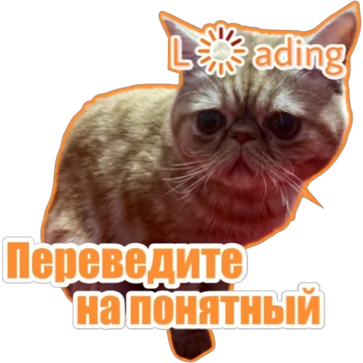 🫣 Стикер «Фокс» для Telegram