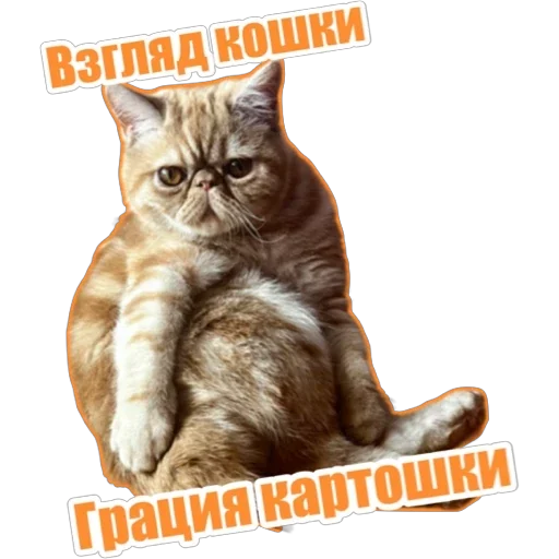 🤪 Стикер «Фокс» для Telegram