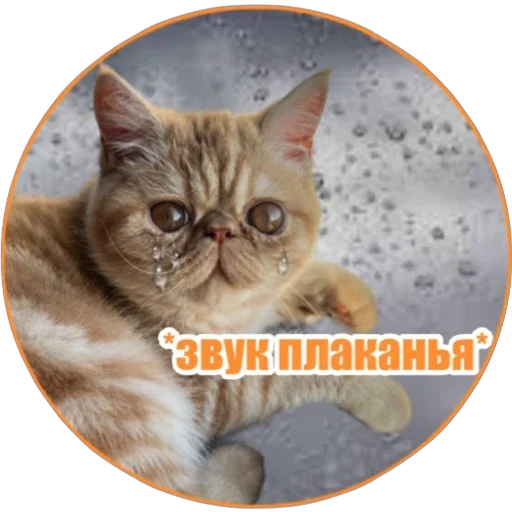 😭 Стикер «Фокс» для Telegram