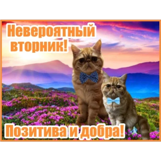 😎 Стикер «Фокс» для Telegram