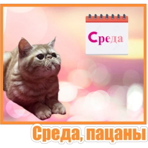 📆 Стикер «Фокс» для Telegram