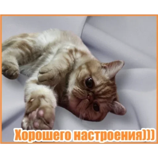 😊 Стикер «Фокс» для Telegram