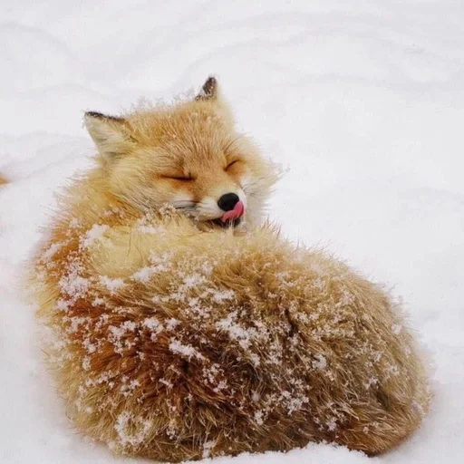 😝 Стикер «Лисички» для Telegram