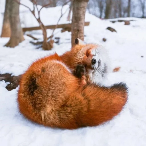 😋 Стикер «Лисички» для Telegram