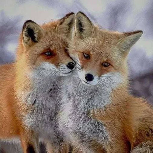 🤗 Стикер «Лисички» для Telegram