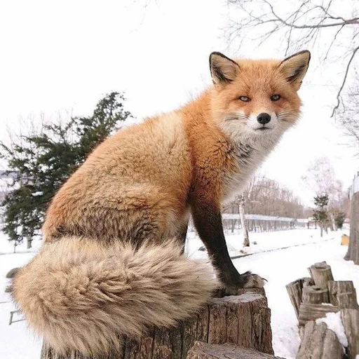 😐 Стикер «Лисички» для Telegram