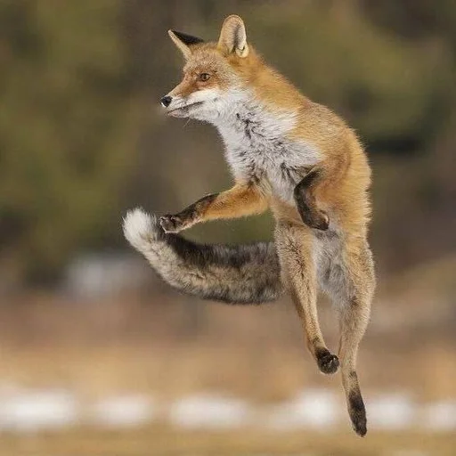 💃 Стикер «Лисички» для Telegram