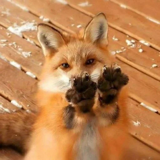 🐾 Стикер «Лисички» для Telegram