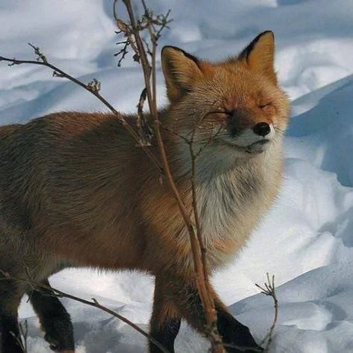 ☺ Стикер «Лисички» для Telegram