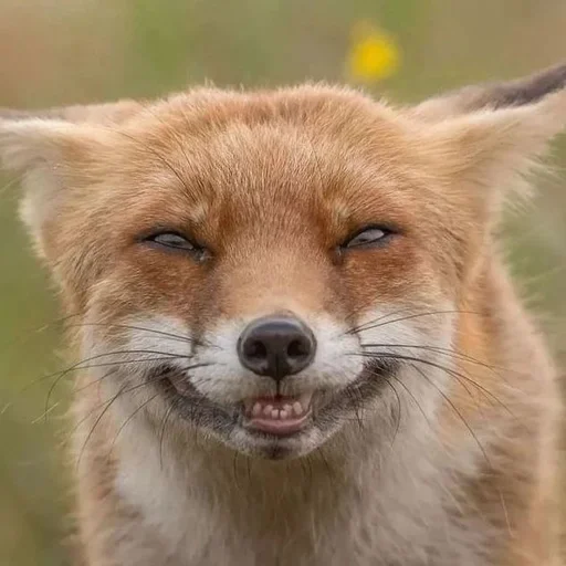 😺 Стикер «Лисички» для Telegram