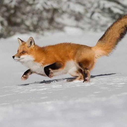 🏃‍♀️ Стикер «Лисички» для Telegram