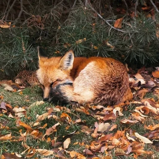 😴 Стикер «Лисички» для Telegram