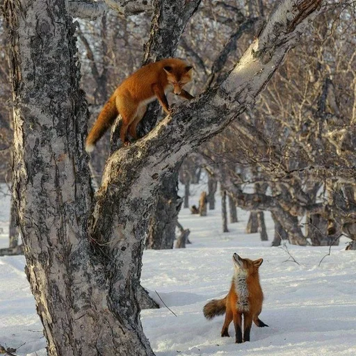 🦊 Стикер «Лисички» для Telegram