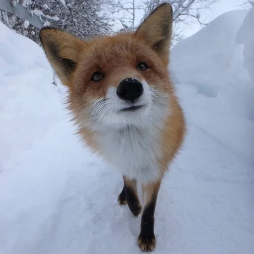 🤨 Стикер «Лисички» для Telegram