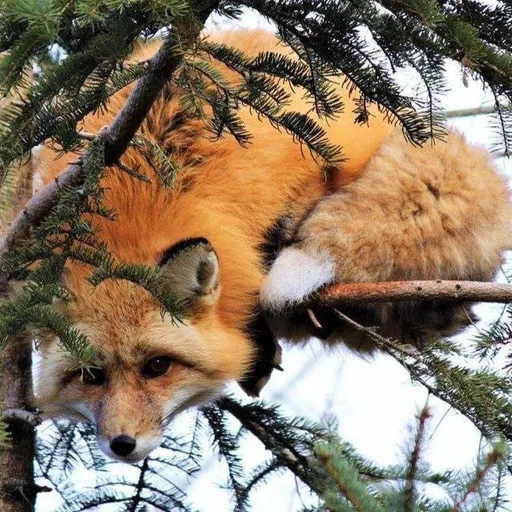 🦊 Стикер «Лисички» для Telegram