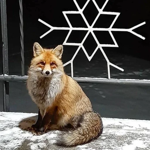 ❄ Стикер «Лисички» для Telegram