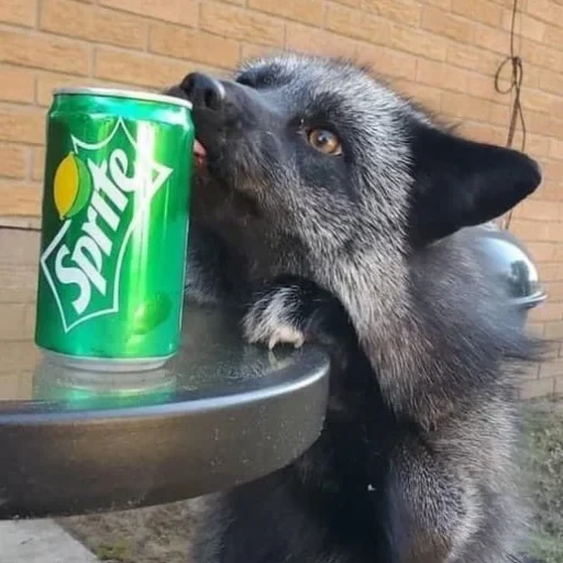 🦊 Стикер «Foxes» для Telegram