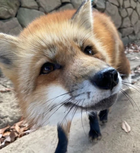 🙂 Стикер «Foxes» для Telegram
