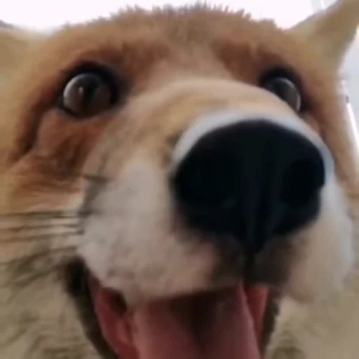 😃 Стикер «Foxes» для Telegram