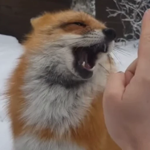 😄 Стикер «Foxes» для Telegram