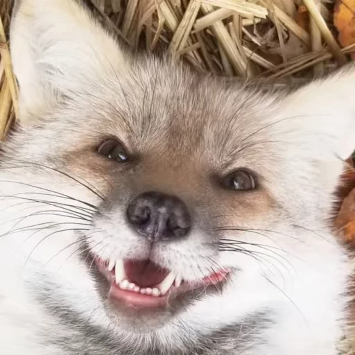 🙂 Стикер «Foxes» для Telegram