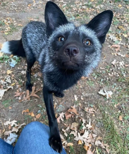 🤗 Стикер «Foxes» для Telegram