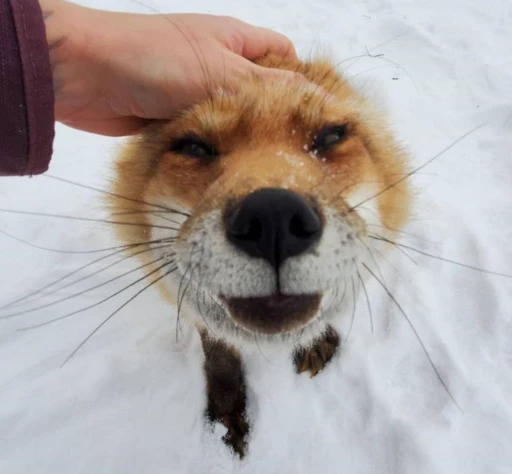 😠 Стикер «Foxes» для Telegram