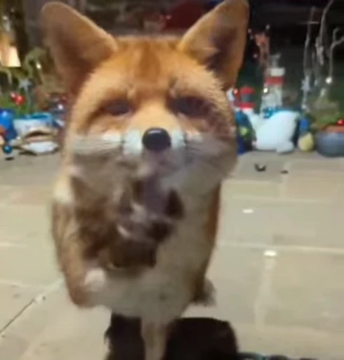 😠 Стикер «Foxes» для Telegram