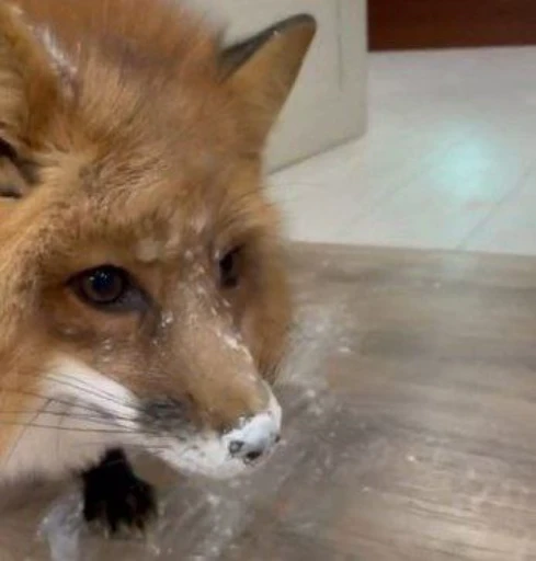 😳 Стикер «Foxes» для Telegram