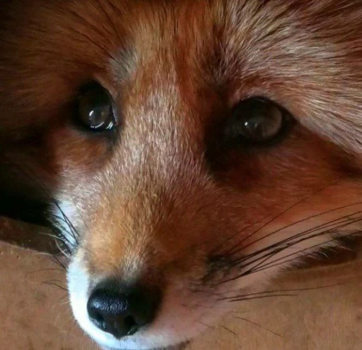 🥺 Стикер «Foxes» для Telegram