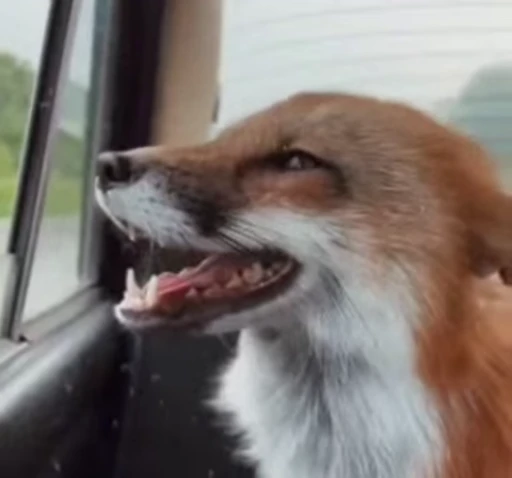 😃 Стикер «Foxes» для Telegram