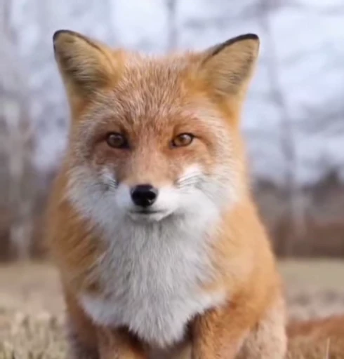 😕 Стикер «Foxes» для Telegram