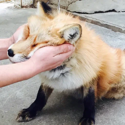 ☺️ Стикер «Foxes» для Telegram