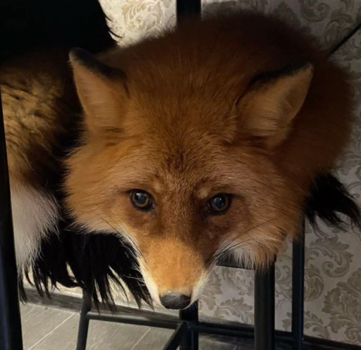 😳 Стикер «Foxes» для Telegram