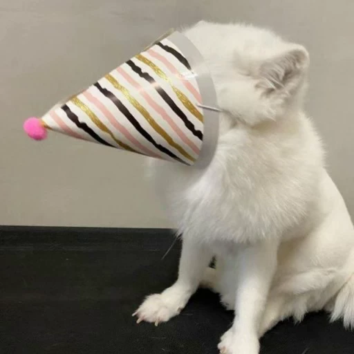 😶 Стикер «Foxes» для Telegram