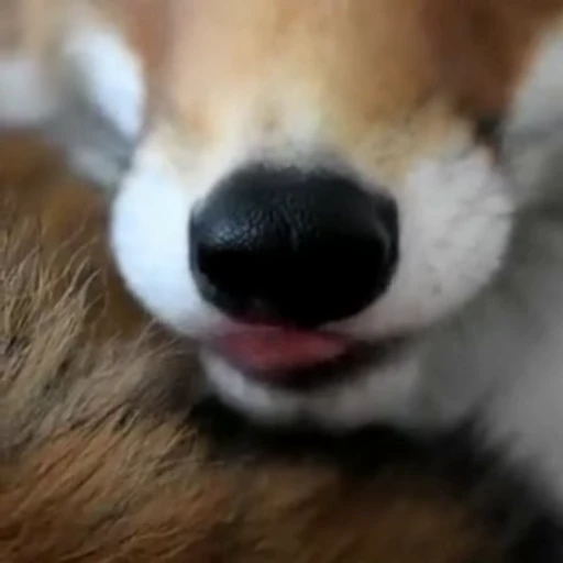 😋 Стикер «Foxes» для Telegram