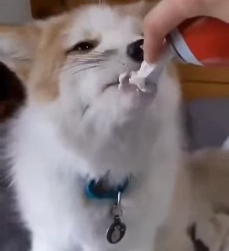 😋 Стикер «Foxes» для Telegram