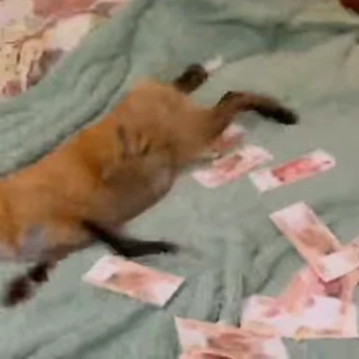 💵 Стикер «Foxes» для Telegram