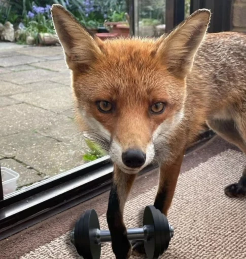 💪 Стикер «Foxes» для Telegram