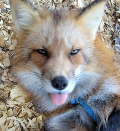 😝 Стикер «Foxes» для Telegram