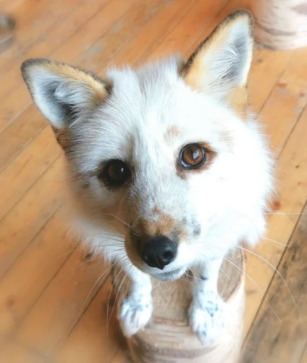 🥺 Стикер «Foxes» для Telegram
