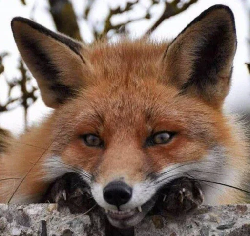 😁 Стикер «Foxes» для Telegram